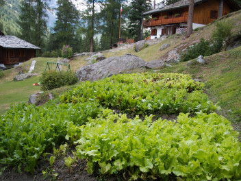 The hotel's vegetable garden
