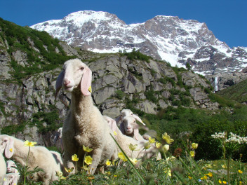 Allevamento di pecore (foto Visitmonterosa)